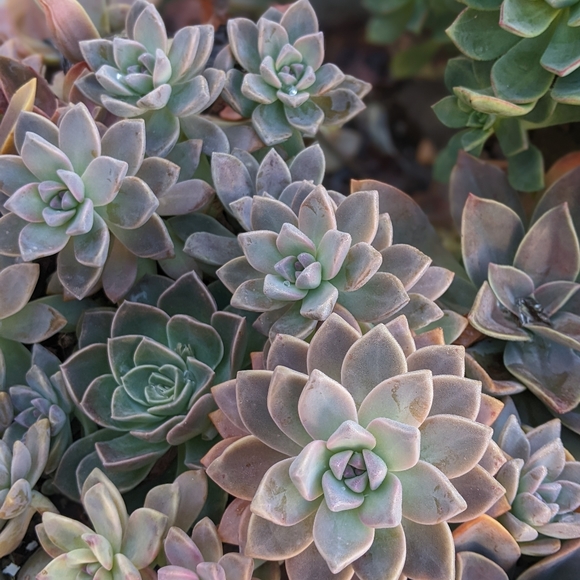 40 Succulent Plant Cuttings Various Types - Picture 9 of 15